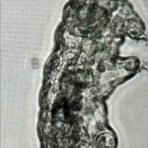 Meet your Posher, Saim